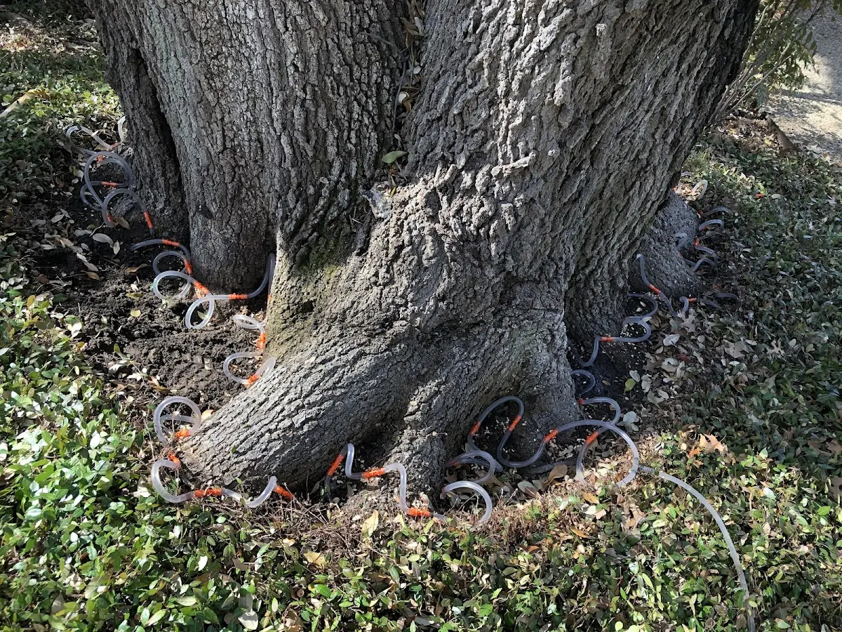 Detailed Tree Cabling and Bracing job site in Collins Center
