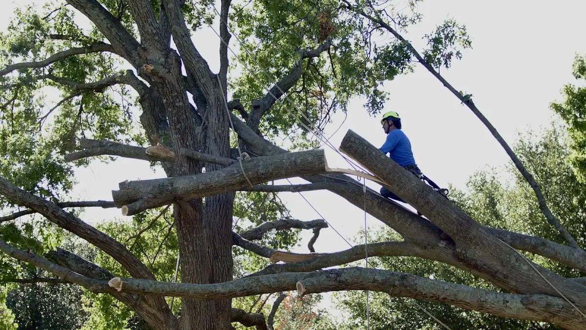 Professional Hazardous Tree Removal performed by certified arborists in Collins Center