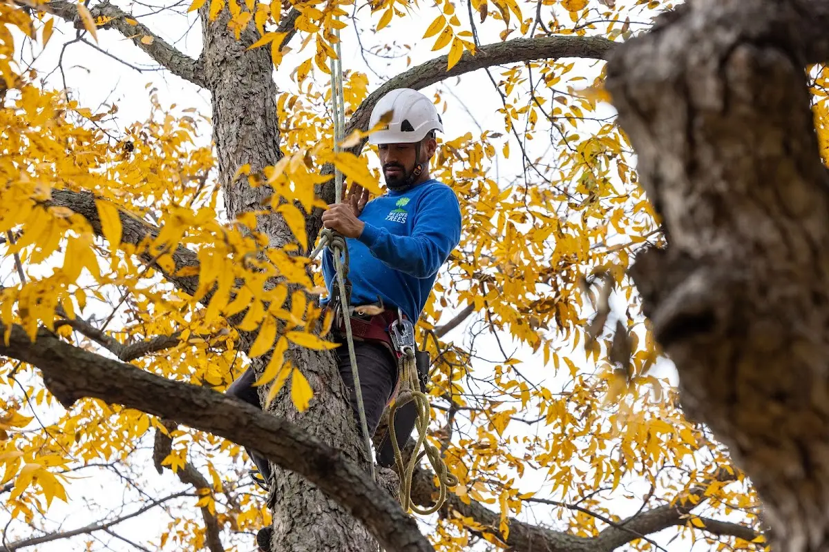 Skilled Tree Transplanting crew working in Collins Center