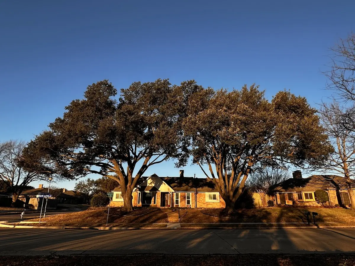 Established residential canopy tree shading a home in Collins Center